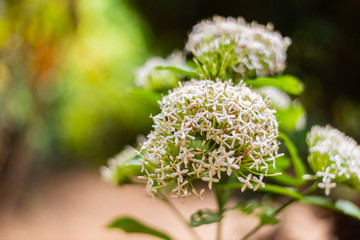 White spike flower on sun light