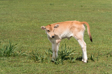 Naklejka na ściany i meble cow on meadow,close-up of a lonely calf
