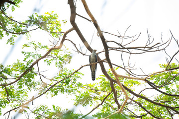 branch with green leaves on background of blue sky