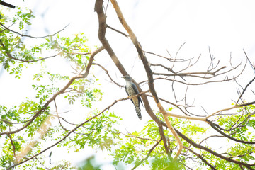 Fototapeta premium branch with leaves on background of blue sky