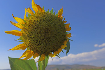 Sunflower plant against the backdrop of the sky.