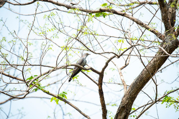 bird on branch