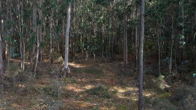 beautiful green eucalyptus forest background nature