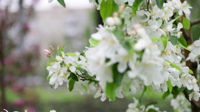 Nice spring collection tree branches with white flowers apricot nature awekening close up 4k video