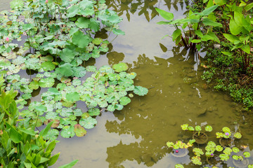 Naklejka premium water lily or lotus flower in the garden pond
