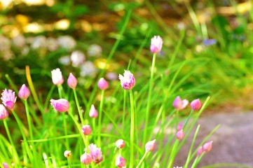 Colourful Chive flowers.
