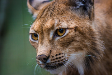 portrait of a lynx