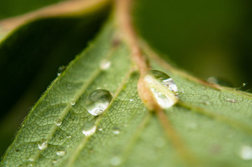 dew on leaf
