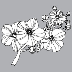 graphic flowers, without color
