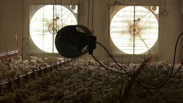 Ventilation system at the poultry farm. Indoors chicken farm, chicken feeding. Husbandry, housing business for the purpose of farming meat, White chicken Farming feed in indoor housing.