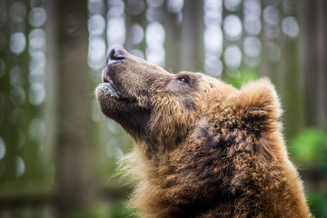 portrait of a bear