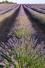 Naklejka na ściany i meble Close-up of landscape of lavender crops in Brihuega, Spain, Europe