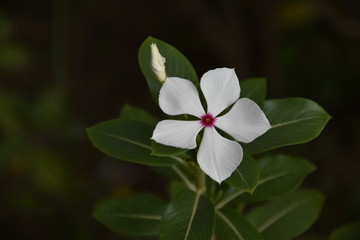DU ROUGE SUR DU BLANC 