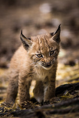 Obraz na płótnie Canvas lynx