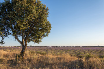 Tree close-up in a landscape of lavender plantations in Brihuega, Spain, Europe