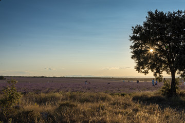 Tree close-up in a landscape of lavender plantations at sunset in Brihuega, Spain, Europe