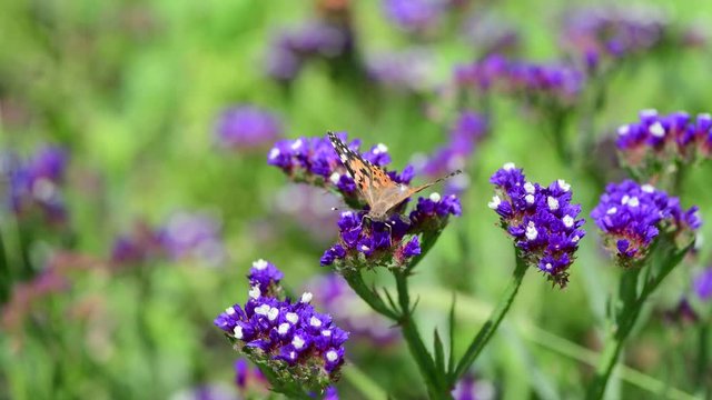 Vanessa cardui butterfly color summer flowers nature macro photography