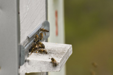 Hives in an apiary. Bees flying to the landing boards and enter the hive, bee flying to hive. Bees defending hive.