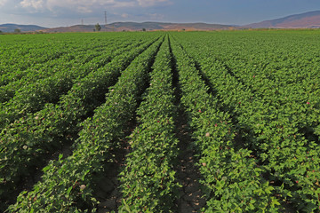 Fototapeta na wymiar Cotton fields in İzmir / Menemen plain.