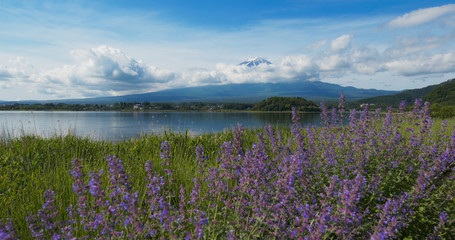 Naklejka premium Mountain Fujisan and Lavender field in Kawaguchiko in Japan