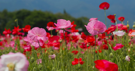 Obraz premium Beautiful Poppy flower garden park