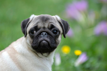Happy Pug Dog Running on the Grass. Mouth Open