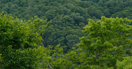 Green mountain forest nature landscape