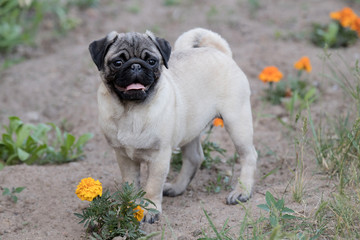 Fototapeta premium Happy Pug Dog Running on the Grass. Mouth Open