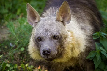 Fotobehang Hyena hyena  © jurra8