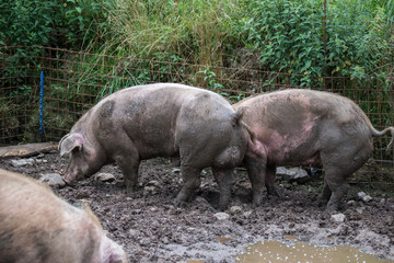 Pigs from a biological farm. Free to walk and roll in the mud