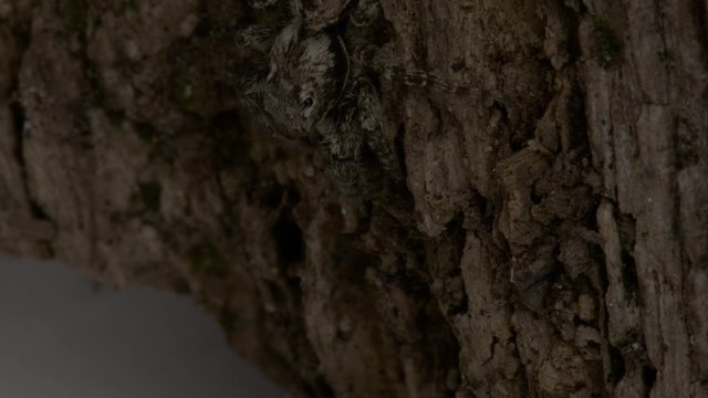A jumping spider or Marpissa muscosa hunting on the bark of a tree. Macro shot.