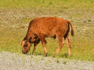 Bison calf grazing along Alaska highway
