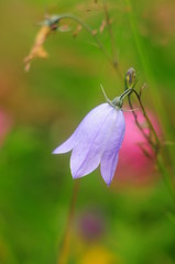Lilac flower bell in the grass, close up
