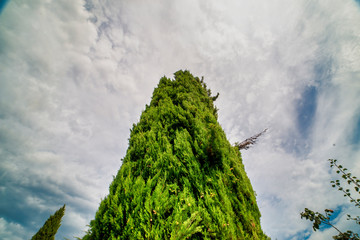 beautiful cypress against blue sky