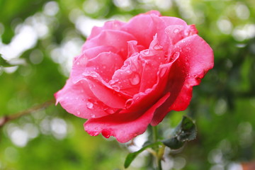 pink rose