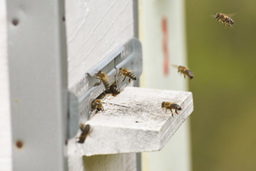 Hives in an apiary. Bees flying to the landing boards and enter the hive, bee flying to hive. Bees defending hive.