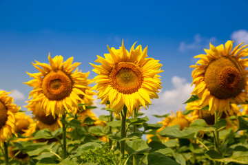 Obraz premium Sunflowers on a sunny day. Beautiful sunflower field. landscape of Ukraine.