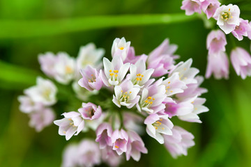 garlic flower in a meadow near my house