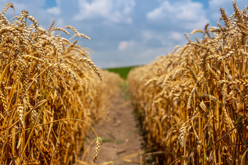 Beautiful wheat field on a sunny day. Grain Harvest Ukrainian landscape.