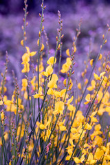 detail of a ginestra flower in a meadow