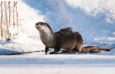 River otter in the winter