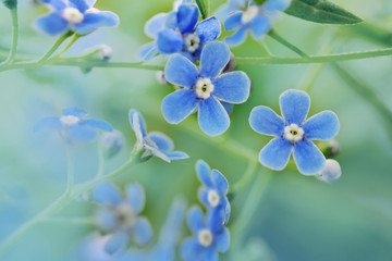 gentle photo of blue flowers forget-me-nots on a light foggy background