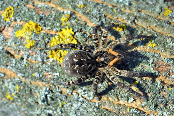 Lycosa (Lycosa singoriensis, wolf spiders) on tree bark background with yellow moss, top view