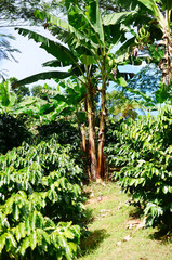 Plantain Trees located on a coffee farm in Puerto Rican mountains. Farming in Puerto Rico. Organic farm, agriculture. Fresh banana's and plantains hanging fruit. Wild Plantain trees growing in forest