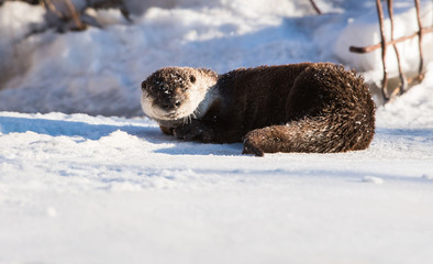 River otter in the winter