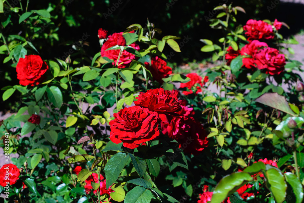 Wall mural bright red roses in a flower bed in the garden, close-up