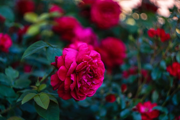 dark pink rose and green leaves close up