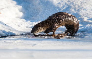 River otter in the winter