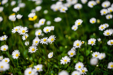 white daisies on a green lawn, close-up