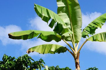 Plantain Trees located on a coffee farm in Puerto Rican mountains. Farming in Puerto Rico. Organic farm, agriculture. Fresh banana's and plantains hanging fruit. Wild Plantain trees growing in forest